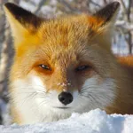 Cute Fox Healing Life icon