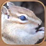 Squirrel Healing Life icon