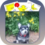 Pocket Rally Dog Obedience icon