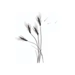 Sonlight Foursquare icon