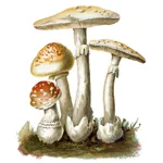 MushroomLog icon