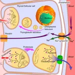 Endocrine System Medical Terms icon