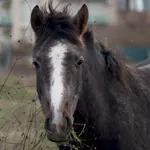 CHI Encyclopedia of Horses icon