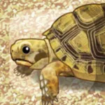 Tortoise Pet icon