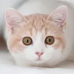 Cat Dog Sounds icon