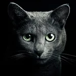 Find a Cat for iPhone icon