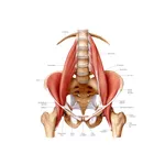 PSOAS icon