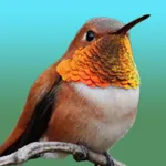 Hummingbird Sticker Pack icon