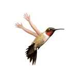 Birds with Human Arms icon