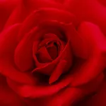 Rose Wallpapers & Backgrounds – Pictures of Roses icon