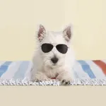 Adorable Animals! icon