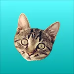 Fresh Cats icon