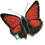 Butterflies of Greece The Book icon