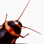 Cockroach's Head icon