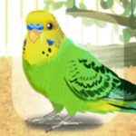 Parakeet Pet icon