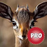 Deer Hunting Calls: Sound Pro icon