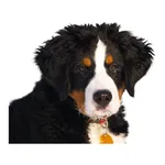 Dog photo sticker icon