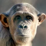 Animal puzzle - educational games for girls & boys icon