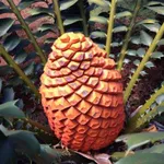 IDentifyIt Cycads icon