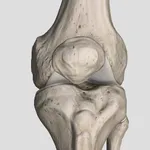Knee Score icon