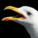 Flock of Birds Stickers icon