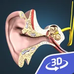 The mechanism of hearing 3D icon