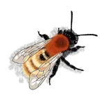 Bee Trail icon