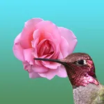 Hummingbird Flowers icon