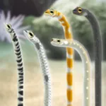 Garden Eel Pet icon