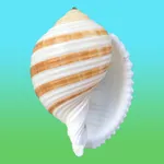 Shells! icon