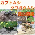 カブトムシ・クワガタムシクイズ　昆虫図鑑 icon