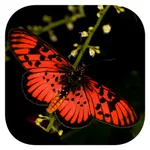 Woodhall’s eButterflies RSA icon