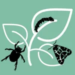 Pest ID icon