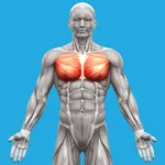 Muscle System Anatomy icon