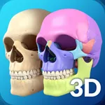 My Skull Anatomy icon