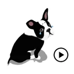 Boston Terrier Dog BostonMoji icon