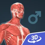 Human body (male) 3D icon