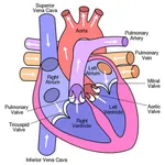 Peds Cardiology Handbook icon