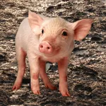 Oink - Pig Sounds icon