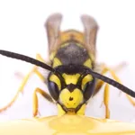 Mad Wasp Radio icon