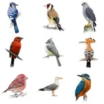 Bird Quiz - Name the Bird! icon