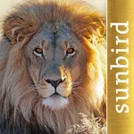 The Golden Safari Guide icon