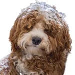 Labradoodle Stickers icon