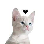 Real Funny Cats icon