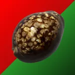 Cowry Dice icon