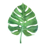 The Nourish Nook icon