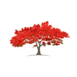 Royal Poinciana icon