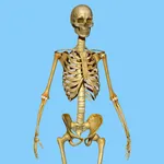 Skeletal System Quizzes icon