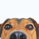 Animals For Kids! And More! icon