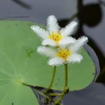 Aquarium and Pond Plant ID icon